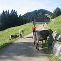 allgaeu_37