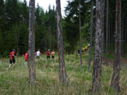 Herrliche Trails im Wald