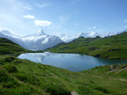 Bachalpsee und Schreckhorn