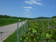 Weinberge von Hohenhaslach