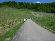 Durch die Horrheimer Weinberge