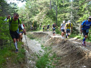 Rustikaler Forstweg