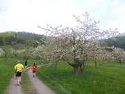 Kirschblüte